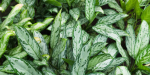 Aglaonema