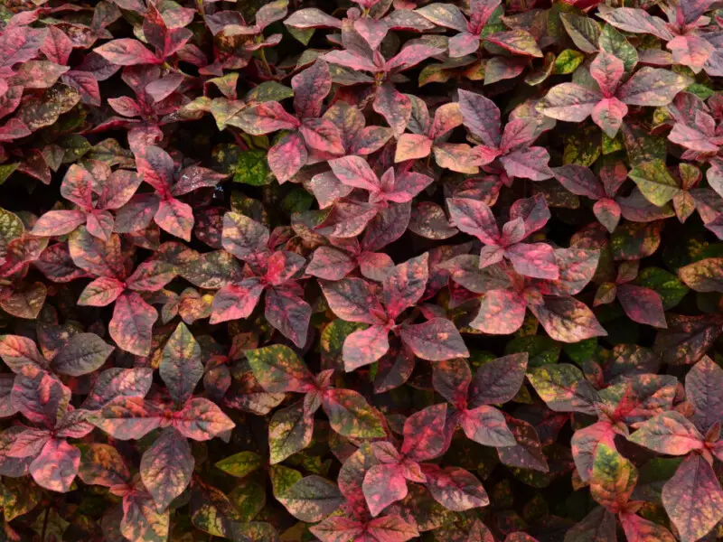 Alternanthera: Plant Care & Growing Guide