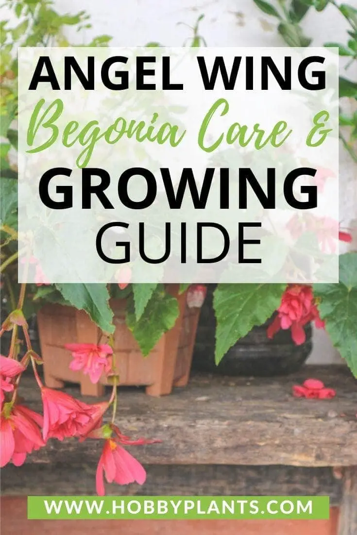 Angel Wing Begonia Care & Growing Guide