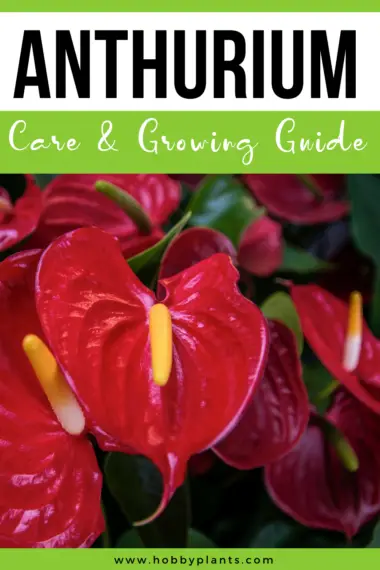 Anthurium Care & Growing Guide