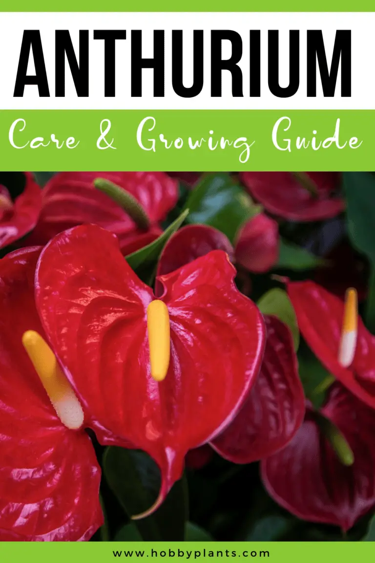 Anthurium Care & Growing Guide