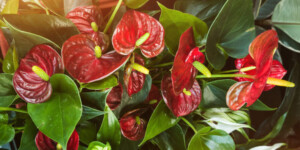 Anthurium Flowers