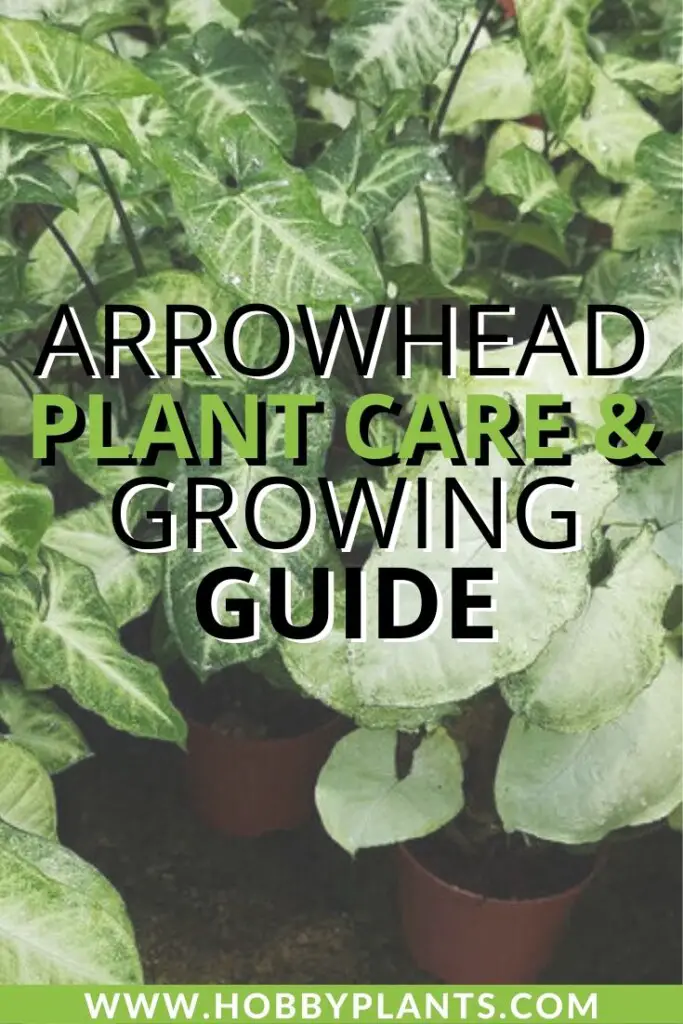 Arrowhead Plant Care And Growing Guide