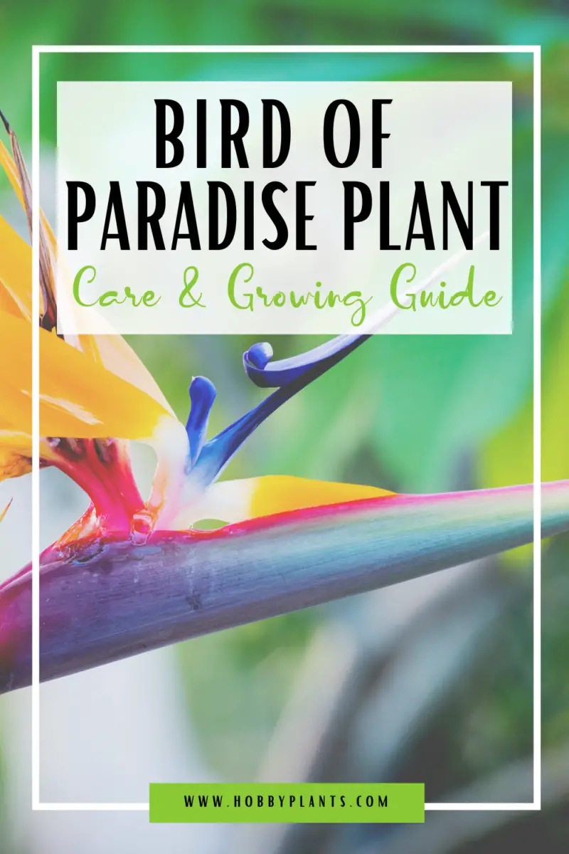 download free bird of paradise plant care