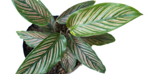 Pinstripe Plant in a pot at home