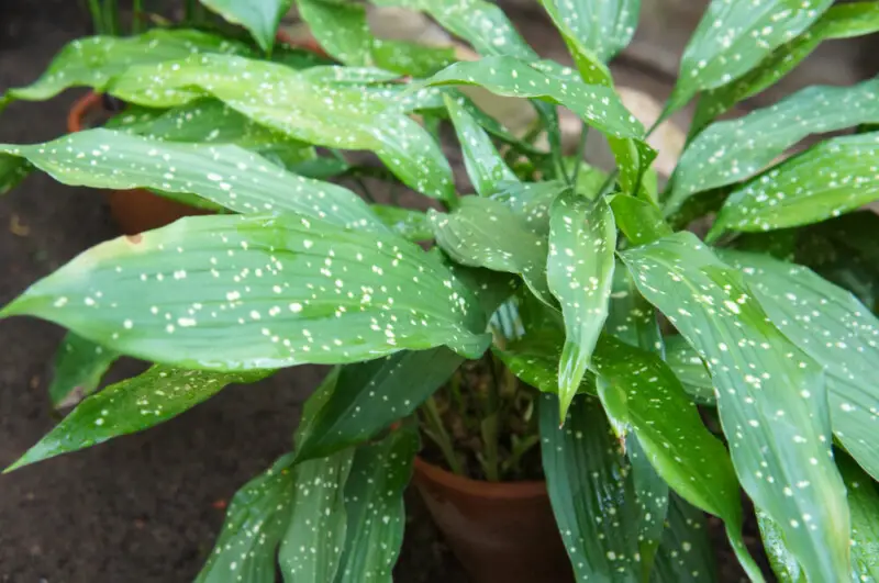 Cast Iron Plant (Aspidistra elatior) Care & Growing Guide