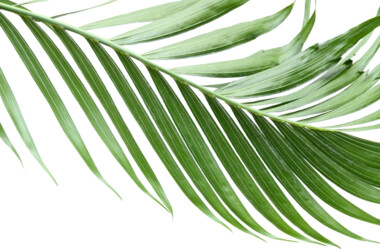 Cat Palm (Cataractarum Palm) Care & Growing Guide