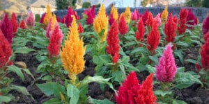 Celosia