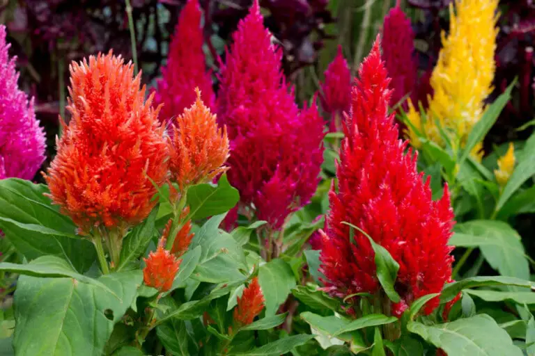 Celosia Plant (Cockscomb) Care & Growing Guide