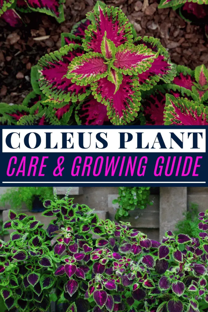 Coleus Plant Care & Growing Guide