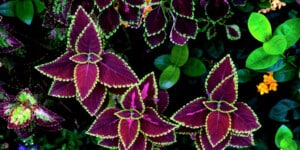 Coleus plant