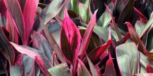 Cordyline plant