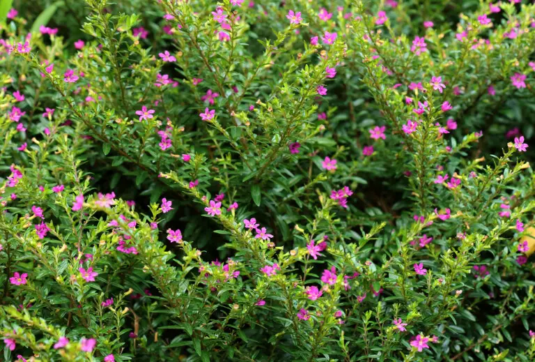 Mexican Heather (Cuphea hyssopifolia) Care & Growing Guide