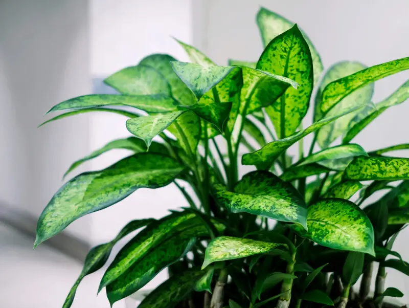 Dieffenbachia (Dumb Cane) Care & Growing Guide