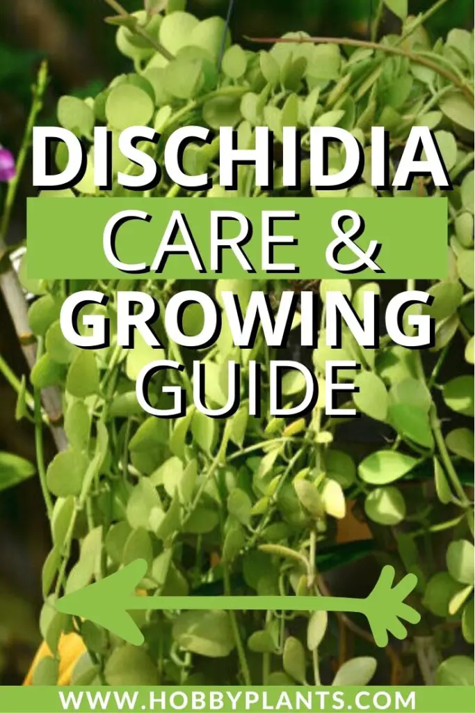 Dischidia Care & Growing Guide - Hobby Plants