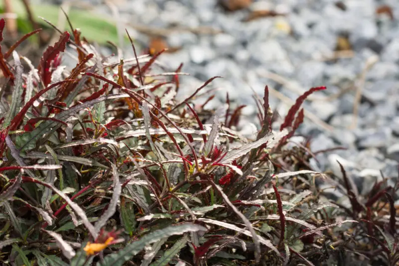 Dragon’s Tongue Plant (Hemigraphis Repanda) Care Guide