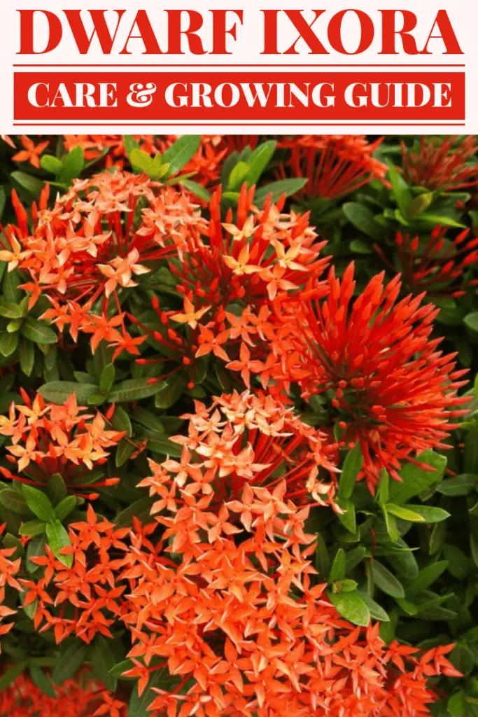 Dwarf Ixora Care & Growing Guide - Hobby Plants