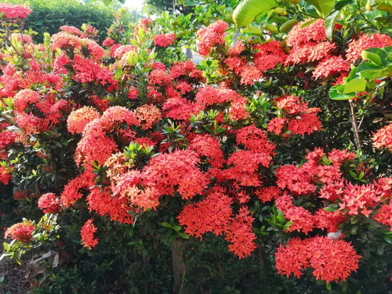 Dwarf Ixora Plant Care And Growing Guide Hobby Plants