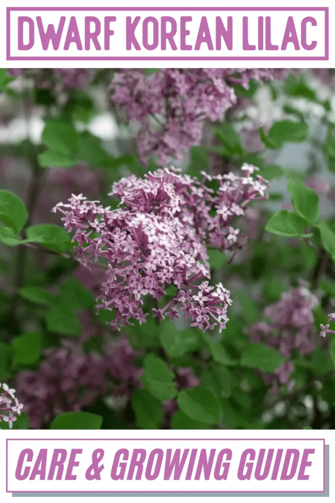 Dwarf Korean Lilac Care & Growing Guide