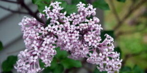 Dwarf Korean lilac