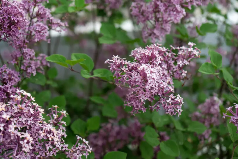 Dwarf Korean Lilac Care & Growing Guide