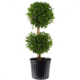 Eugenia Topiary: Plant Care & Growing Guide