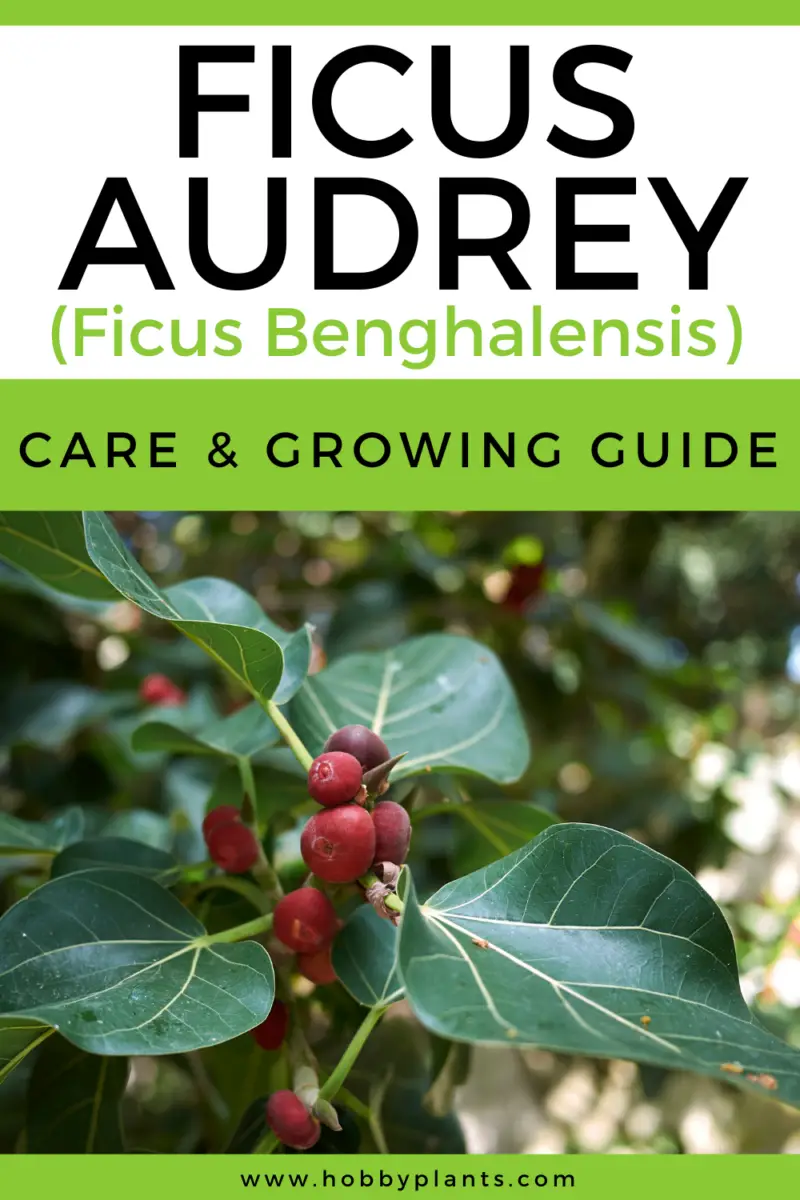 Ficus Audrey (Ficus Benghalensis) Care & Growing Guide