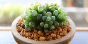 Haworthia Cooperi