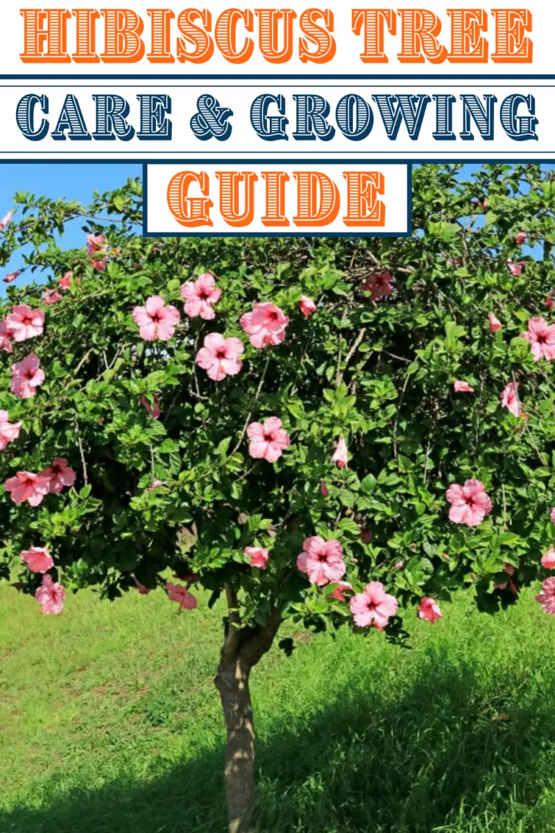 Hibiscus Tree Care & Growing Guide