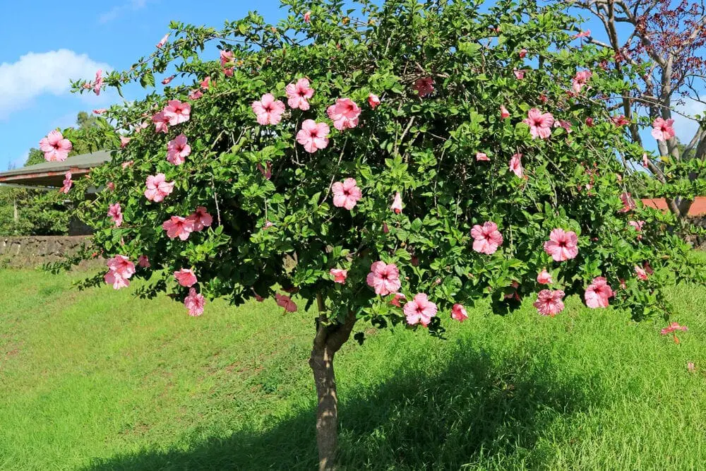 Hibiscus Tree Care Growing Guide