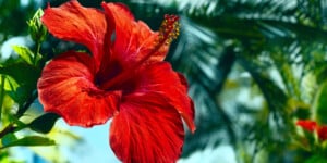 Hibiscus Tree flower