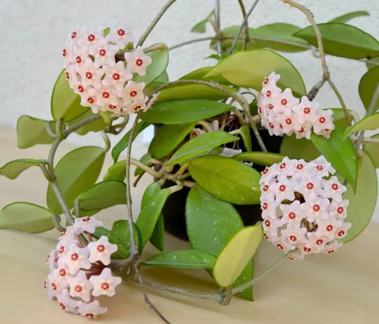 Hoya Plant Care & Growing Guide