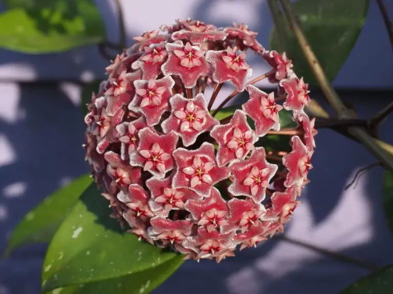 Hoya Plant Care And Growing Guide