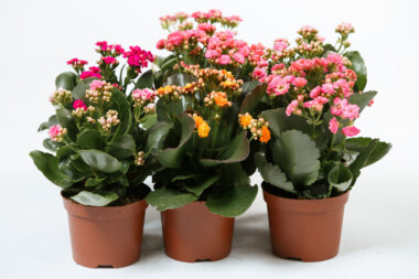 Flaming Katy (Kalanchoe Blossfeldiana) Care & Growing Guide