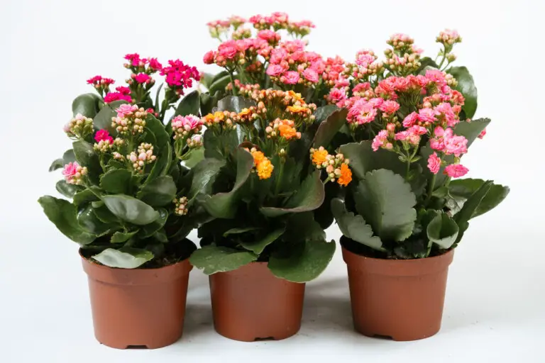 Flaming Katy Kalanchoe Blossfeldiana Care And Growing Guide 