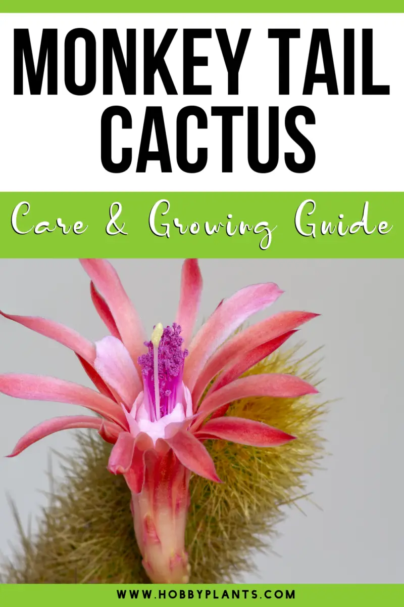 Monkey Tail Cactus Care & Growing Guide - Hobby Plants