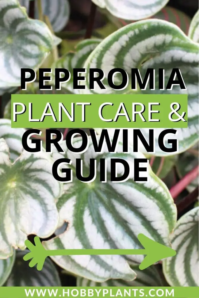 Peperomia Plant Care & Growing Guide