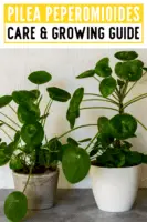 Pilea Peperomioides Care & Growing Guide