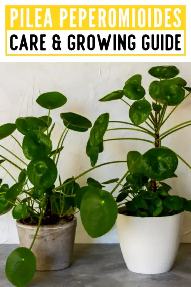 Pilea Peperomioides Care & Growing Guide