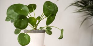 Pilea Peperomioides