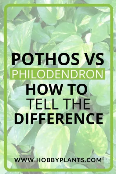 Pothos vs Philodendron - How to tell the difference - Hobby Plants