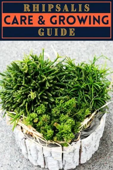 Rhipsalis Care & Growing Guide