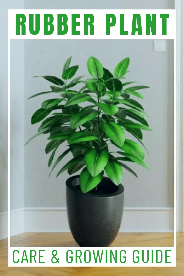 Rubber plant Care & Growing Guide