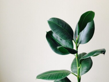 Rubber plant Care & Growing Guide