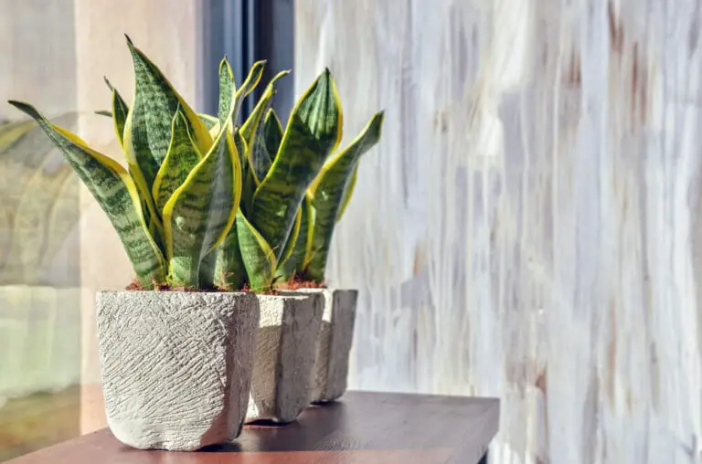 Snake Plant (Sansevieria Trifasciata) Care & Growing Guide