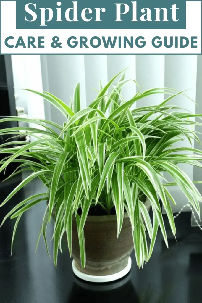 Spider Plant (Chlorophytum) Care &amp; Growing Guide