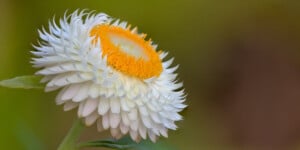 Strawflower white