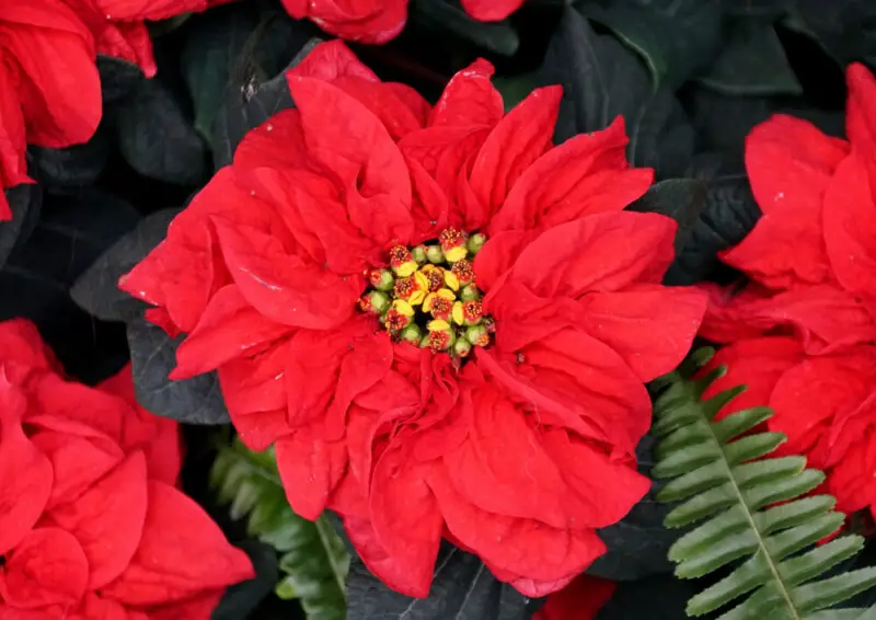 Winter Rose Poinsettia: Plant Care & Growing Guide