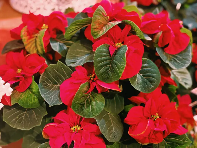 Winter Rose Poinsettia: Plant Care & Growing Guide