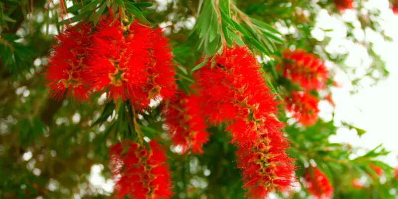 Bottlebrush Tree Care And Growing Guide 